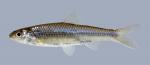 Notropis stramineus Sand Shiner 661