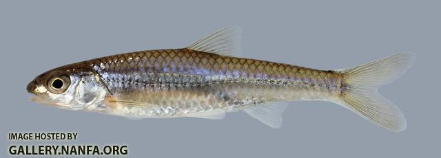 Notropis stramineus Sand Shiner 1005