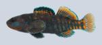 Etheostoma caeruleum Rainbow Darter 726