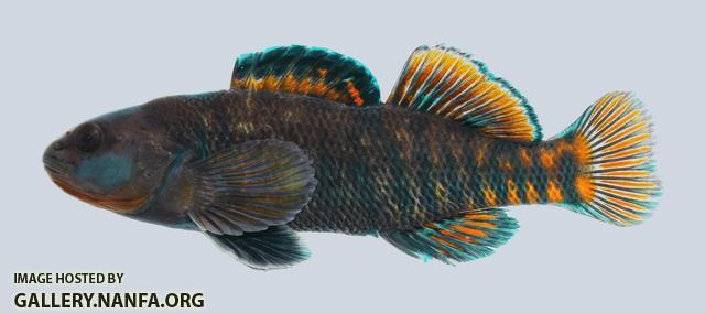 Etheostoma caeruleum Rainbow Darter 726