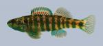 Etheostoma zonale Banded Darter 520