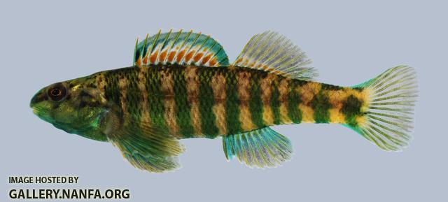 Etheostoma zonale Banded Darter 520