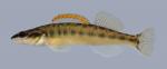 Percina phoxocephala Slenderhead Darter 836 