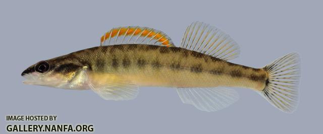 Percina phoxocephala Slenderhead Darter 836 