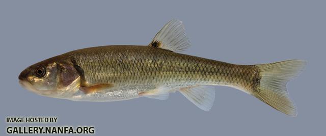 Semotilus atromaculatus Creek Chub 1268