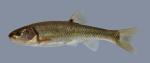 Semotilus atromaculatus Creek Chub 1268