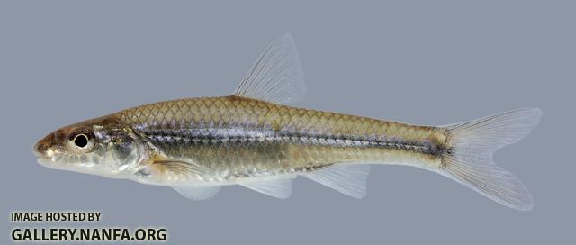 Ericymba buccata Silverjaw Minnow 1169