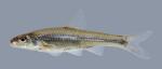 Ericymba buccata Silverjaw Minnow 1169