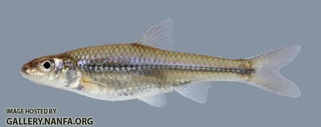 Ericymba buccata Silverjaw Minnow 1245