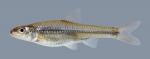 Ericymba buccata Silverjaw Minnow 1245