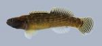 Etheostoma flabellare lineolatum Striped Fantail Darter 1192