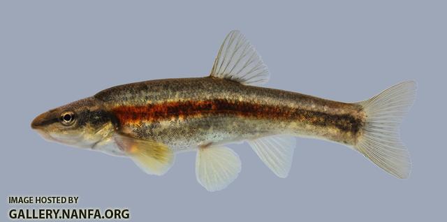 Rhinichthys atratulus Blacknose Dace 1049