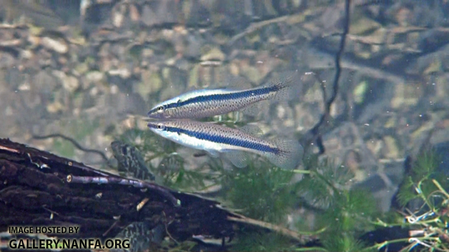 blackstripe topminnow copy