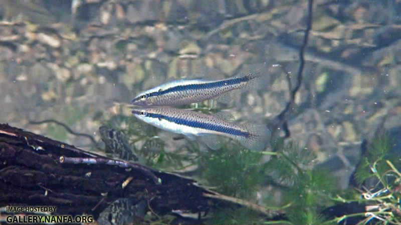 blackstripe topminnow copy