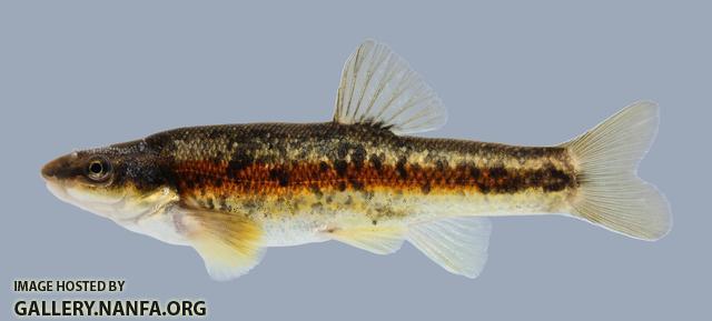 Rhinichthys atratulus Blacknose Dace 1797