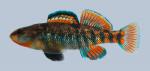 Etheostoma caeruleum Rainbow Darter 1386