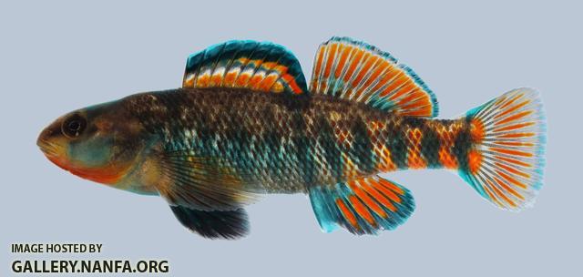 Etheostoma caeruleum Rainbow Darter 1386