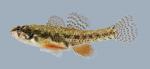 Etheostoma microperca Least Darter 1607