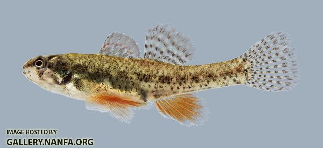 Etheostoma microperca Least Darter 1607