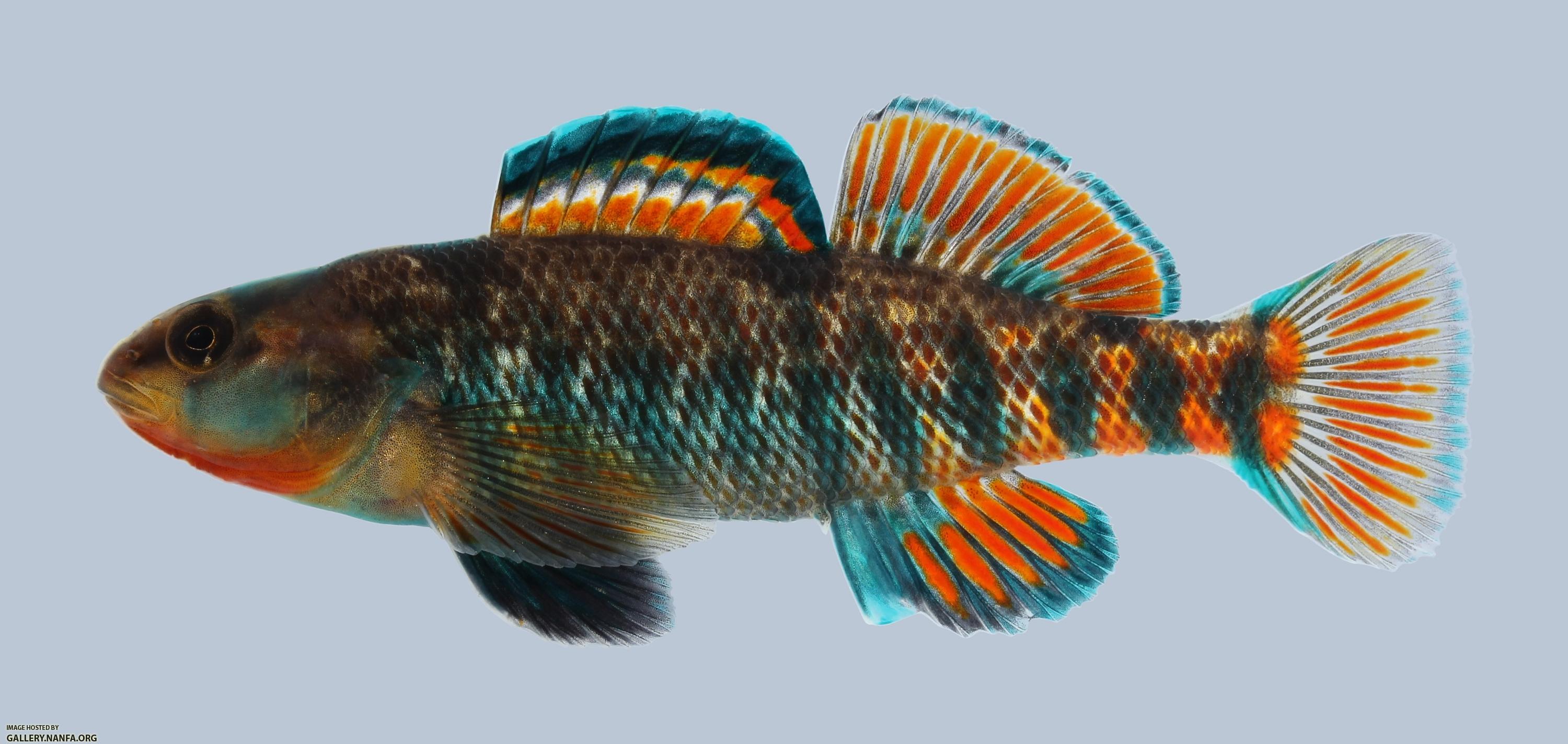 Etheostoma caeruleum Rainbow Darter 1386