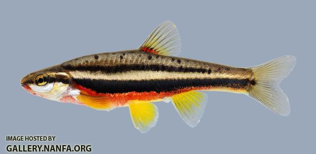 Chrosomus erythrogaster Southern Redbelly Dace 1824