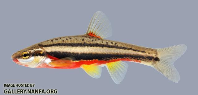 Chrosomus erythrogaster Southern Redbelly Dace 2278