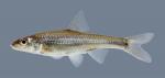 Ericymba buccata Silverjaw Minnow 2200