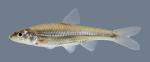 Ericymba buccata Silverjaw Minnow 2416