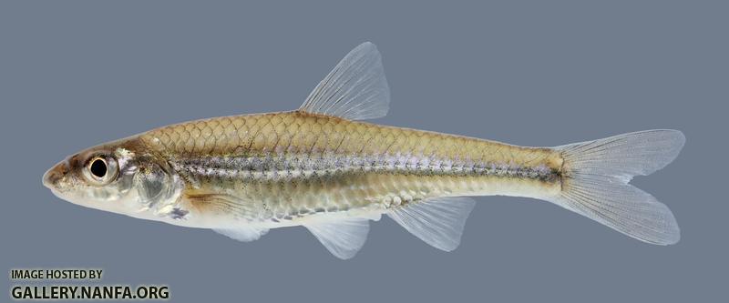 Ericymba buccata Silverjaw Minnow 2416