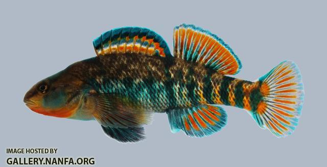 Etheostoma caeruleum Rainbow Darter 1951