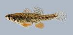 Etheostoma microperca Least Darter 2071