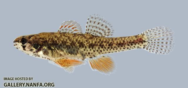 Etheostoma microperca Least Darter 2071