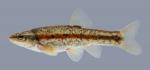 Rhinichthys atratulus Blacknose Dace Rhinichthys atratulus 2490