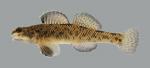 Etheostoma nigrum Johnny Darter 3044