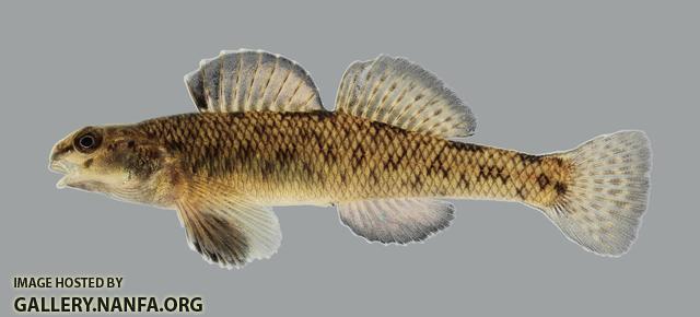 Etheostoma nigrum Johnny Darter 3044