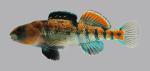 Etheostoma spectabile Orangethroat Darter 2977