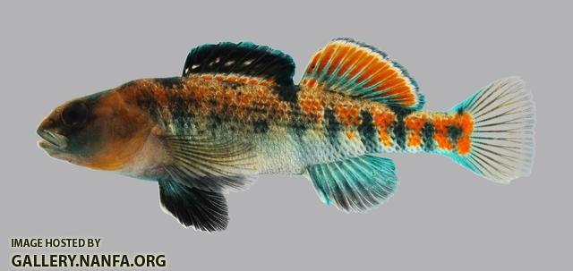 Etheostoma spectabile Orangethroat Darter 2977