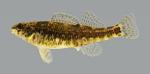 Etheostoma zonale Banded Darter 2752