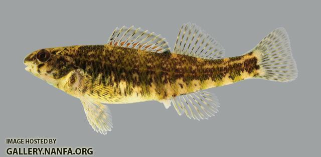 Etheostoma zonale Banded Darter 2752