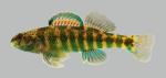 Etheostoma zonale Banded Darter 3129