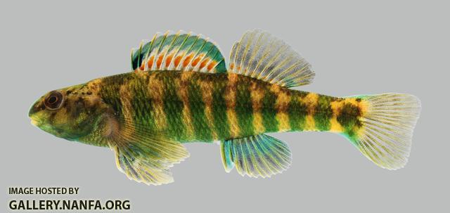 Etheostoma zonale Banded Darter 3129