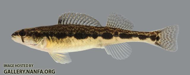 Percina maculata Blackside Darter 2653