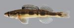 Percina maculata Blackside Darter 2852