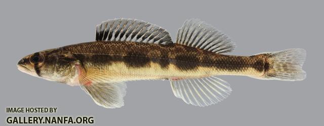 Percina maculata Blackside Darter 2852