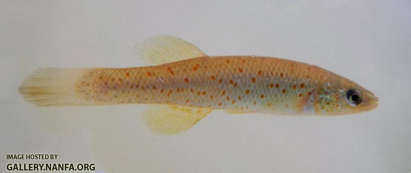 southern studfish