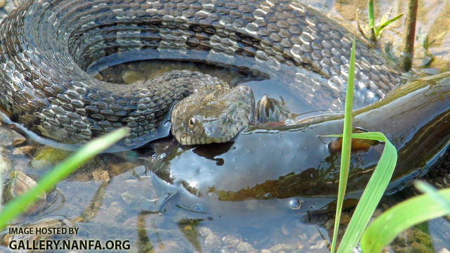 water snake with bullhead