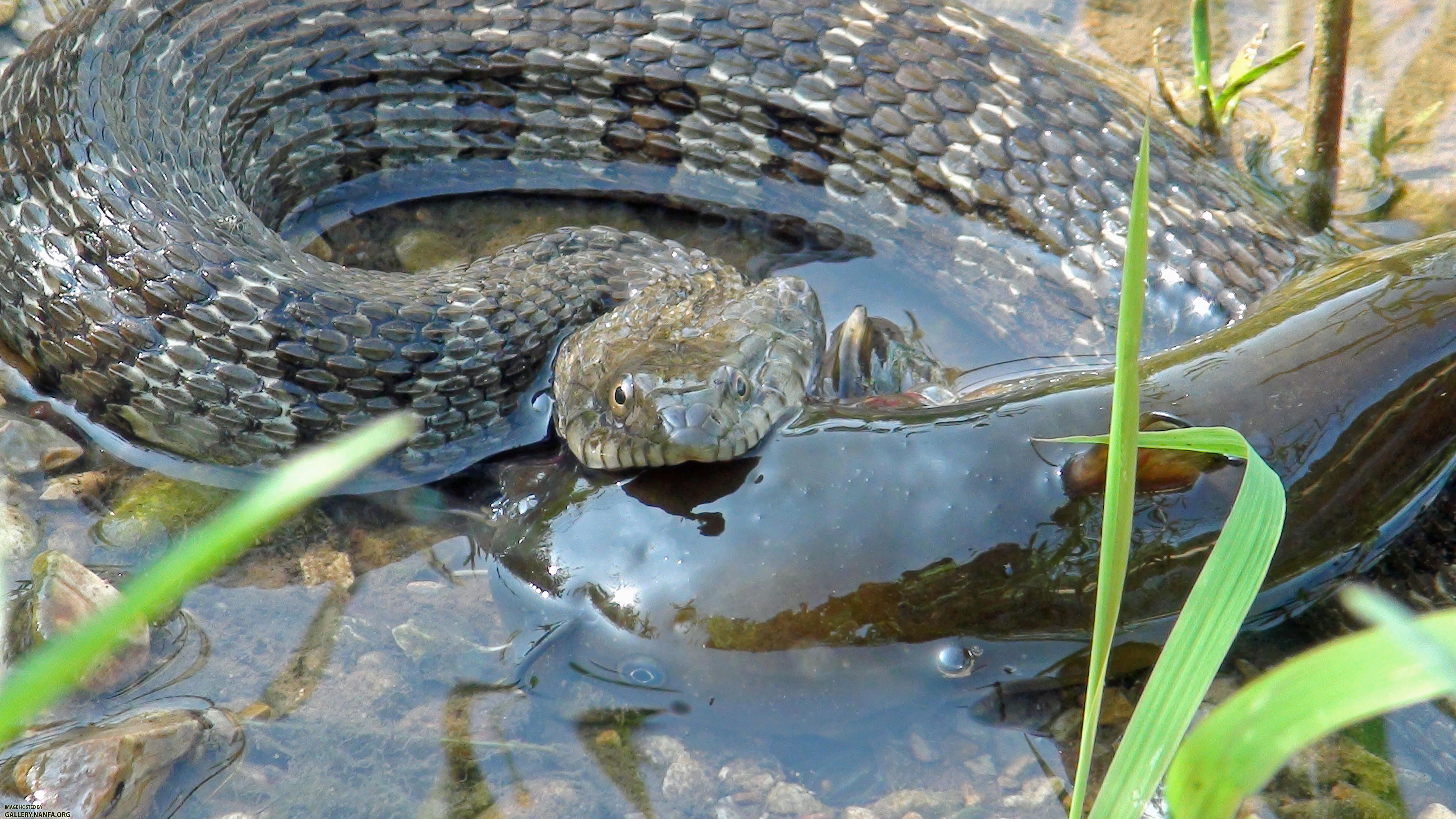 water snake with bullhead