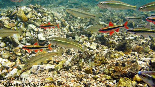 cardinal shiner on chub nest