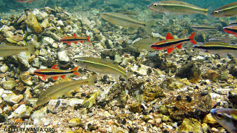 cardinal shiner on chub nest