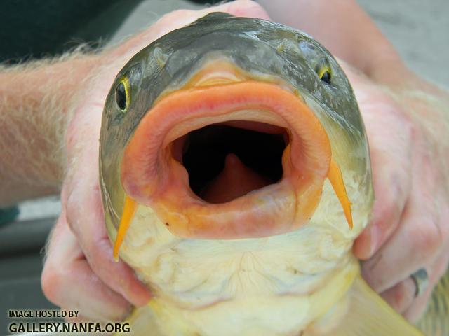 common carp mouth and barbels